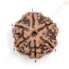 6 Mukhi Rudraksha natural six faced bead with lab certificate