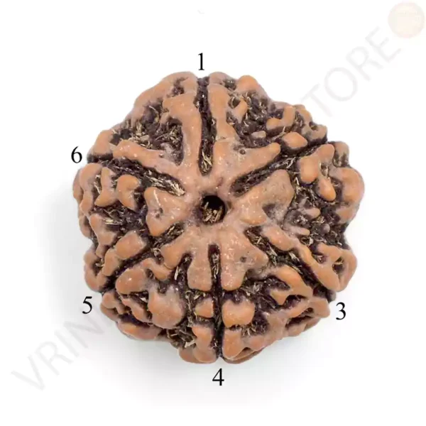 6 Mukhi Rudraksha natural six faced bead with lab certificate