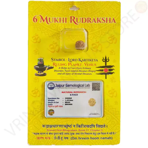 6 Mukhi Rudraksha natural six faced bead with lab certificate