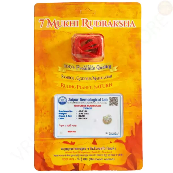 Natural 7 mukhi rudraksha bead with clearly visible seven faces