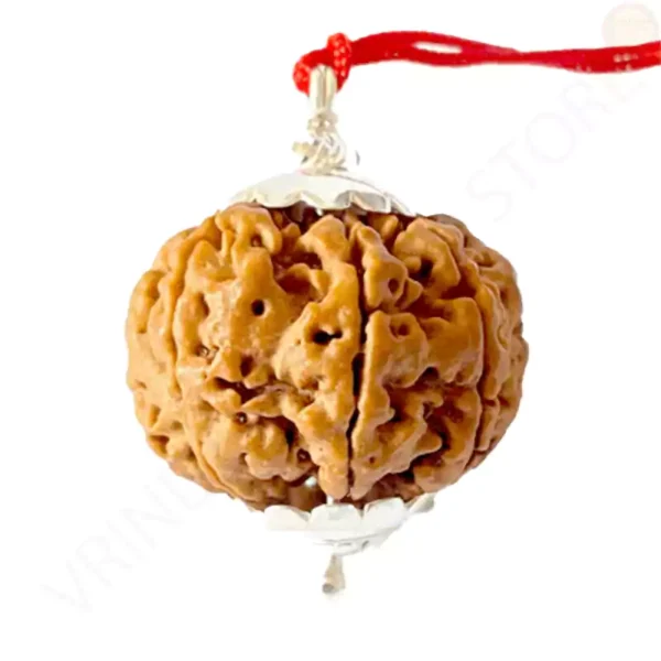 Natural 7 mukhi rudraksha bead with clearly visible seven faces