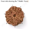 Natural 7 mukhi rudraksha bead with clearly visible seven faces