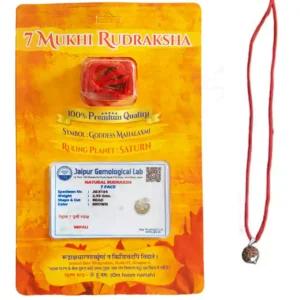 Natural 7 mukhi rudraksha bead with clearly visible seven faces