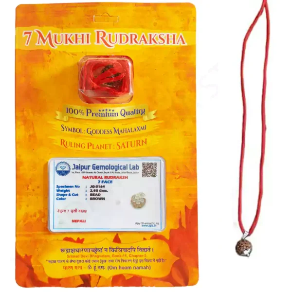 Natural 7 mukhi rudraksha bead with clearly visible seven faces