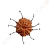 Natural 9 mukhi rudraksha bead with clearly visible nine faces