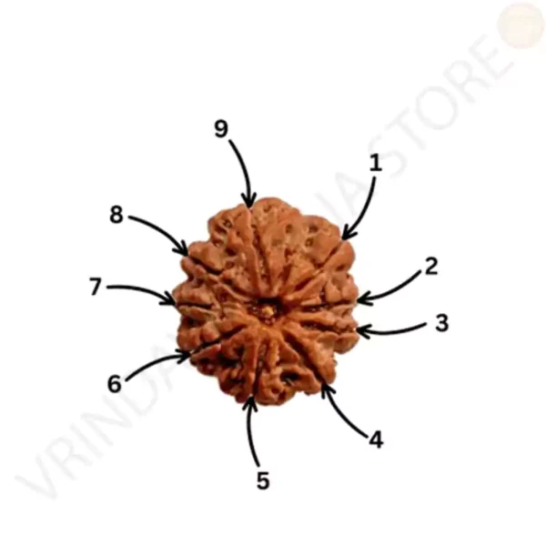 Natural 9 mukhi rudraksha bead with clearly visible nine faces