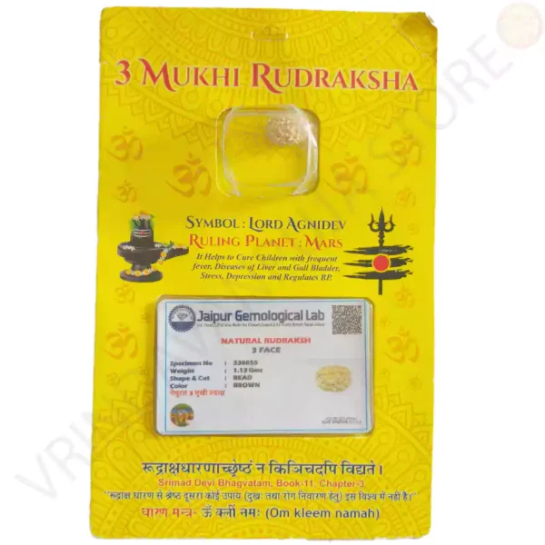 3 mukhi rudraksha natural three faced bead with certificate