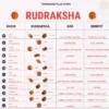 Natural 7 mukhi rudraksha bead with clearly visible seven faces